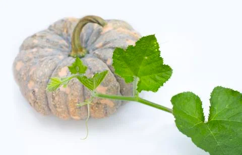 Thai pumpkin Stock Photos
