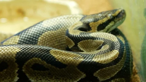 Thai python snake in aquarium, head close up 스톡 동영상 118083472