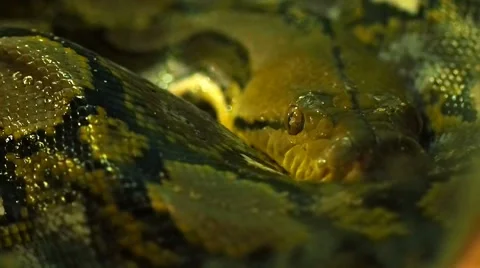Thai python snake, head close up. Stock Footage 68911785