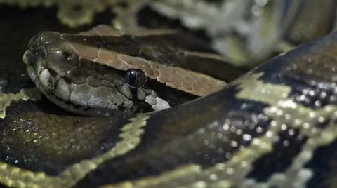 Thai python snake, head close up. Stock Footage 68912546