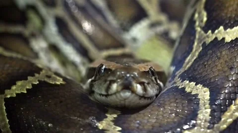 Thai python snake, head close up. Video stock 68913065