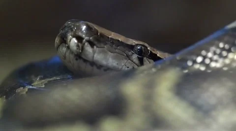 Thai python snake, head close up. Stock Footage 68913240