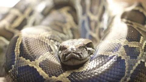 Thai python snake, head close up. Stock-Footage 79029602
