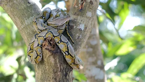 Thai Python Snake, Head Close Up. 動画素材 96590116