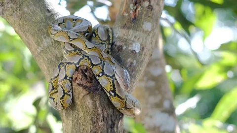 Thai Python Snake, Head Close Up. 動画素材 96590283