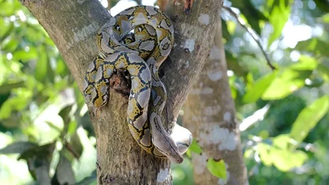 Thai Python Snake, Head Close Up. 動画素材 96590418