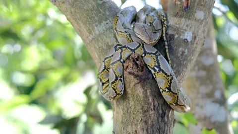 Thai Python Snake, Head Close Up. 動画素材 96590554