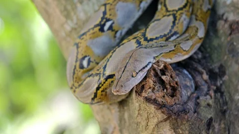 Thai Python Snake, Head Close Up. 動画素材 96590751