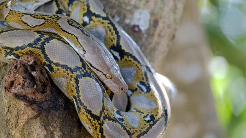 Thai Python Snake, Head Close Up. Stock Footage 96590799