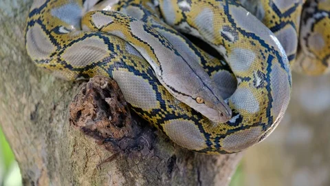 Thai Python Snake, Head Close Up. 動画素材 96590944