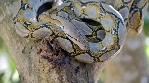 Thai Python Snake, Head Close Up. Stock Footage 96590968