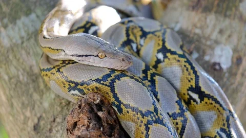 Thai Python Snake, Head Close Up. Stock Footage 96591017