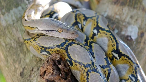 Thai Python Snake, Head Close Up. Stock Footage 96591043