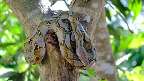 Thai Python Snake, Head Close Up. 動画素材 96591111