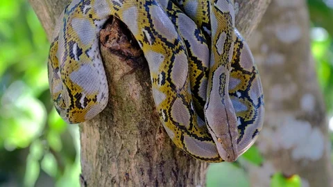 Thai Python Snake, Head Close Up. Stock Footage 96591260