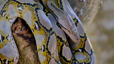 Thai Python Snake, Head Close Up. 動画素材 96591274