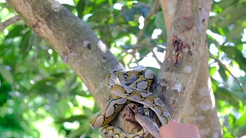 Thai Python Snake, Head Close Up. Stock Footage 96591701