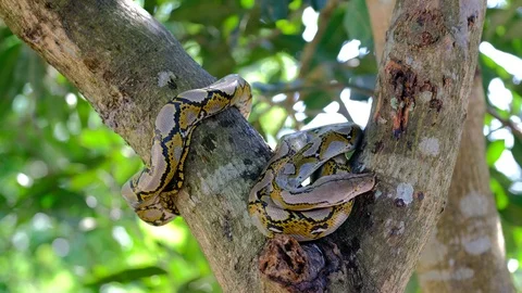 Thai Python Snake, Head Close Up. Stock Footage 96591757