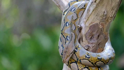 Thai Python Snake, Head Close Up. Stock Footage 96592032