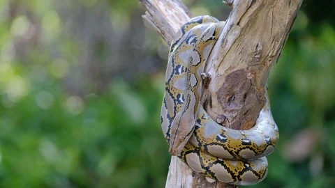 Thai Python Snake, Head Close Up. Stock Footage 96592098