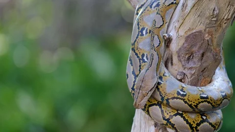 Thai Python Snake, Head Close Up. Stock Footage 96592135