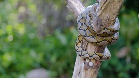 Thai Python Snake, Head Close Up. Stock Footage 96592190