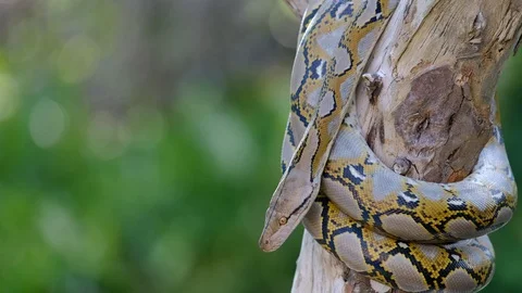 Thai Python Snake, Head Close Up. Stock Footage 96592407