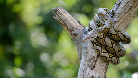 Thai Python Snake, Head Close Up. Stock Footage 96592515