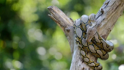 Thai Python Snake, Head Close Up. Stock Footage 96592598
