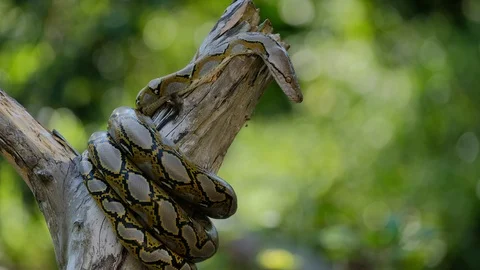 Thai Python Snake, Head Close Up. Stock Footage 96592691