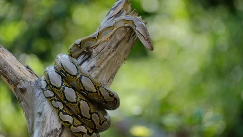 Thai Python Snake, Head Close Up. Stock Footage 96592731