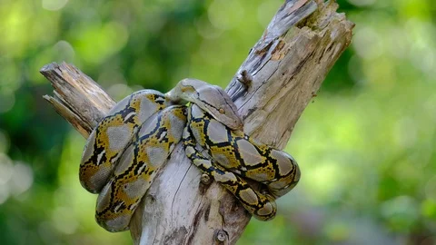 Thai Python Snake, Head Close Up. Stock Footage 96592876
