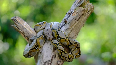 Thai Python Snake, Head Close Up. Stock Footage 96592936