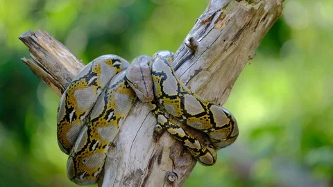 Thai Python Snake, Head Close Up. Stock Footage 96592956