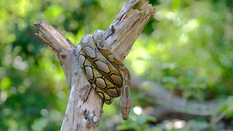 Thai Python Snake, Head Close Up. Stock Footage 96593013