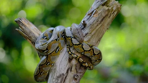Thai Python Snake, Head Close Up. Stock Footage 96593192