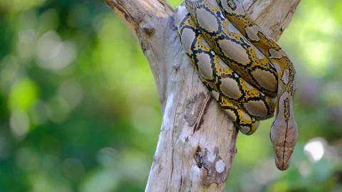 Thai Python Snake, Head Close Up. Stock Footage 96593332