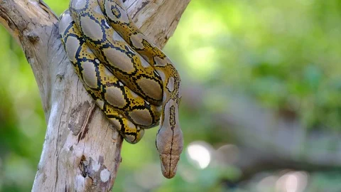 Thai Python Snake, Head Close Up. Stock Footage 96593413