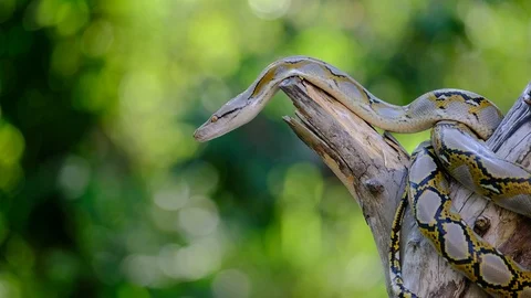 Thai Python Snake, Head Close Up. Stock Footage 96593819