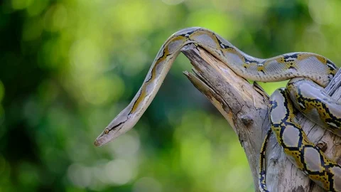 Thai Python Snake, Head Close Up. Stock Footage 96593889