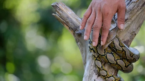 Thai Python Snake, man hand play a snake 스톡 동영상 96592373