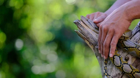 Thai Python Snake, man hand play a snake Stock Footage 96593766