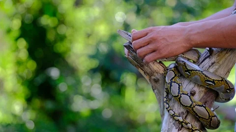 Thai Python Snake, man hand play a snake Stock Footage 96593887