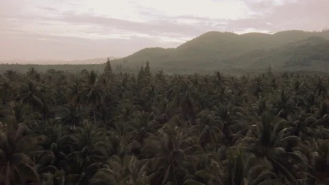 Thai Rain Forest From Above Stock Footage 74420748