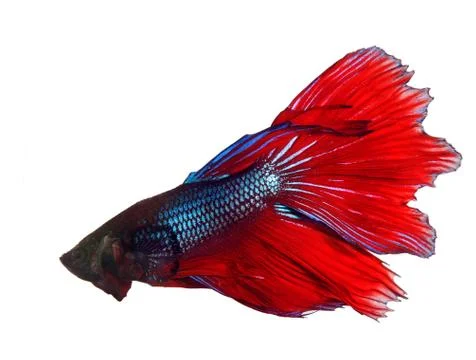 Thai red betta fighting fish top form isolated white background Stock-Fotos