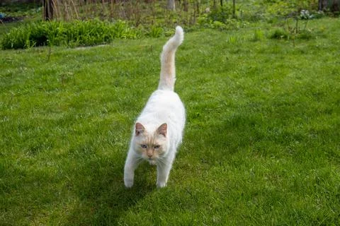 Thai red point siamese cat on the lawn Stock Photos