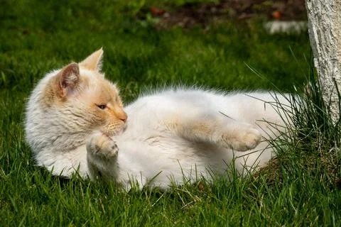 Thai red point siamese cat on the lawn Stock Photos
