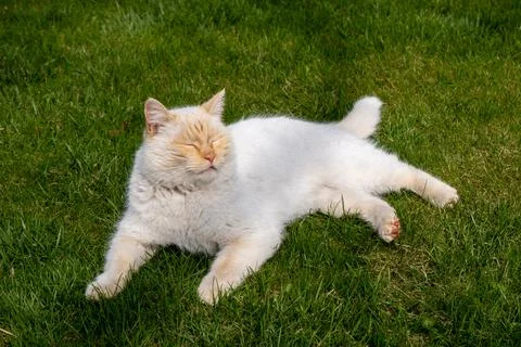 Thai red point siamese cat on the lawn Stock Photos
