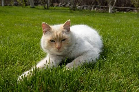 Thai red point siamese cat on the lawn Stock Photos