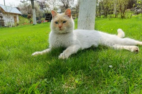 Thai red point siamese cat on the lawn Stock Photos